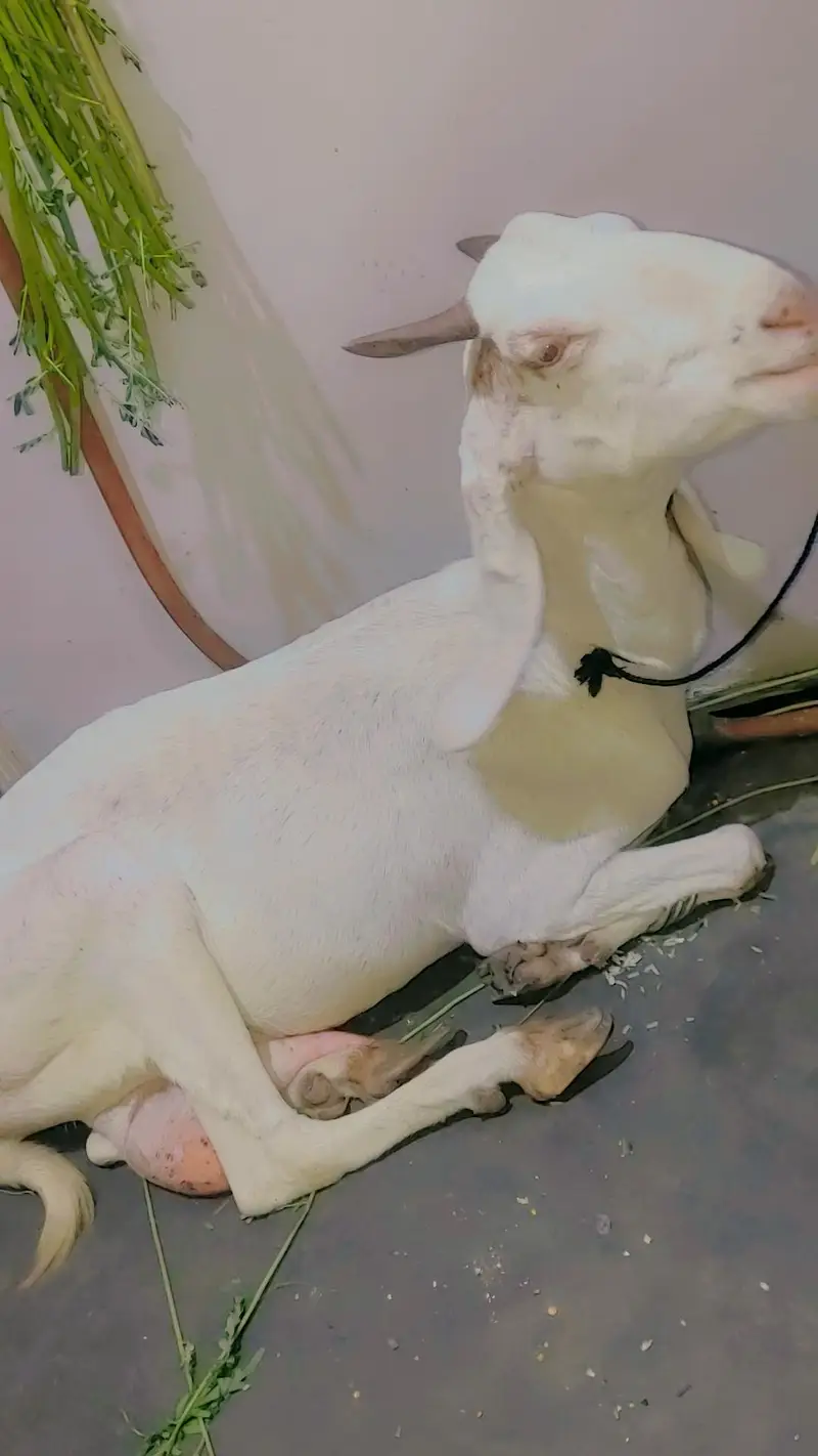 female bakri — photo 6