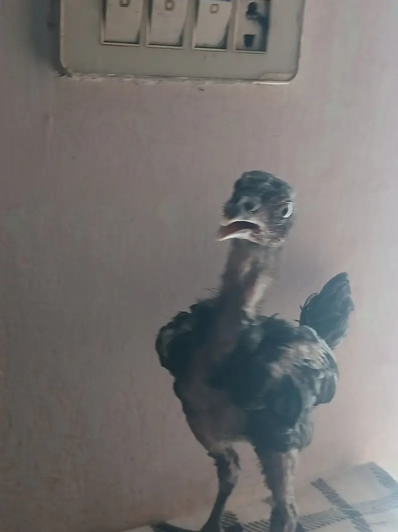 Thai chicks — photo 3