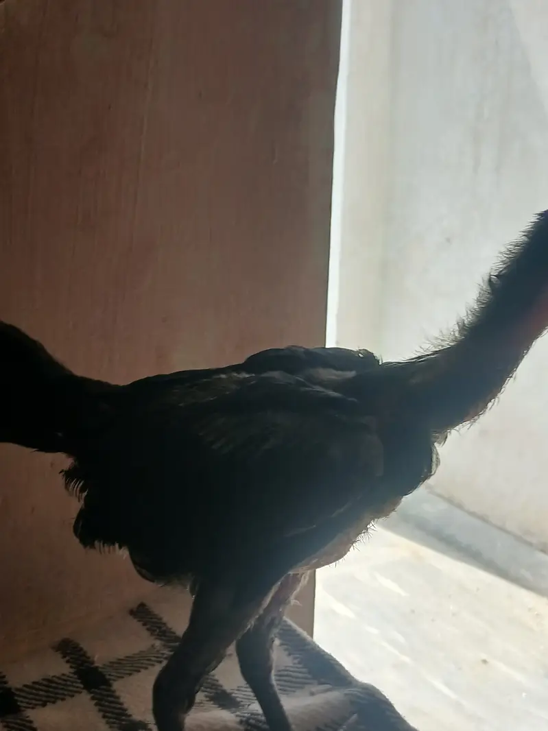 Thai chicks — photo 4