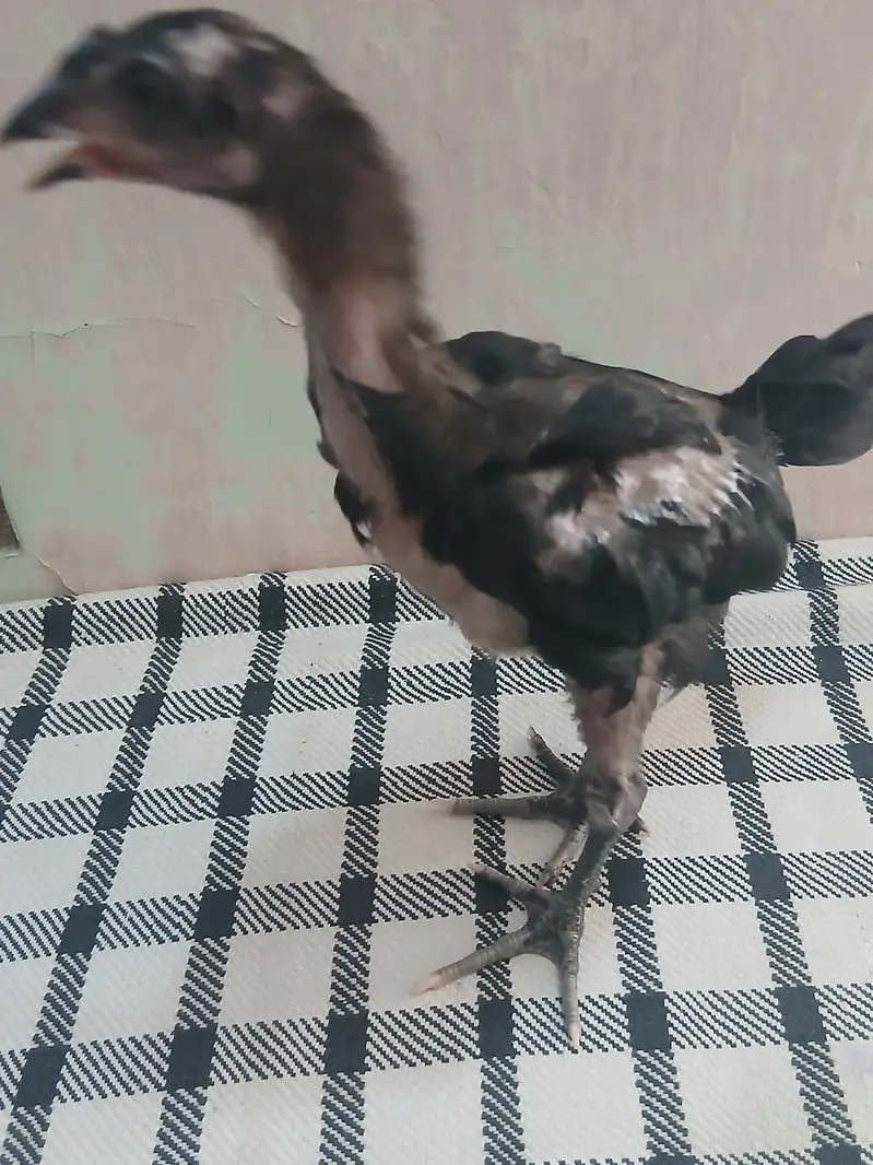 Thai chicks — photo 5