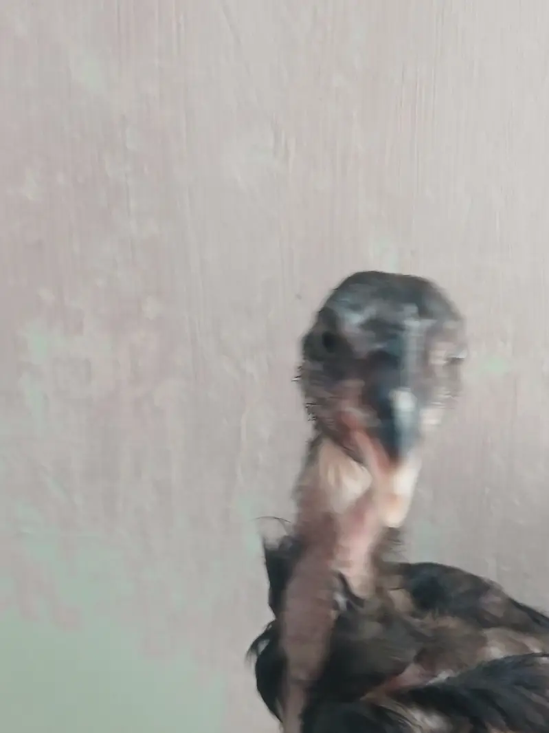 Thai chicks — photo 6