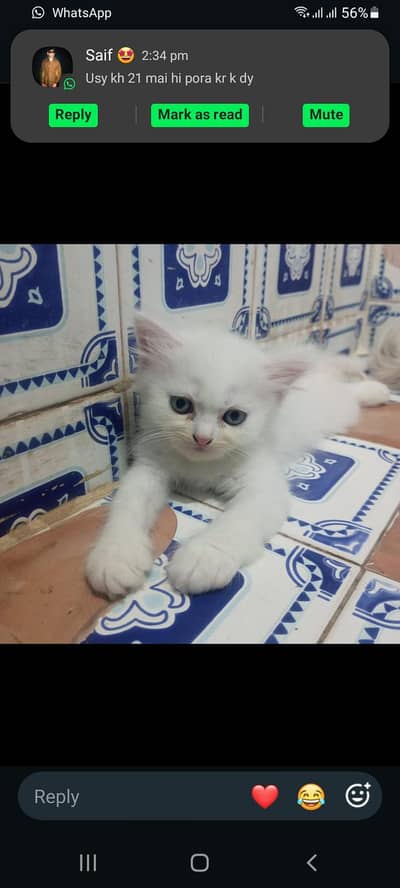 Russian Cats Baby Cat