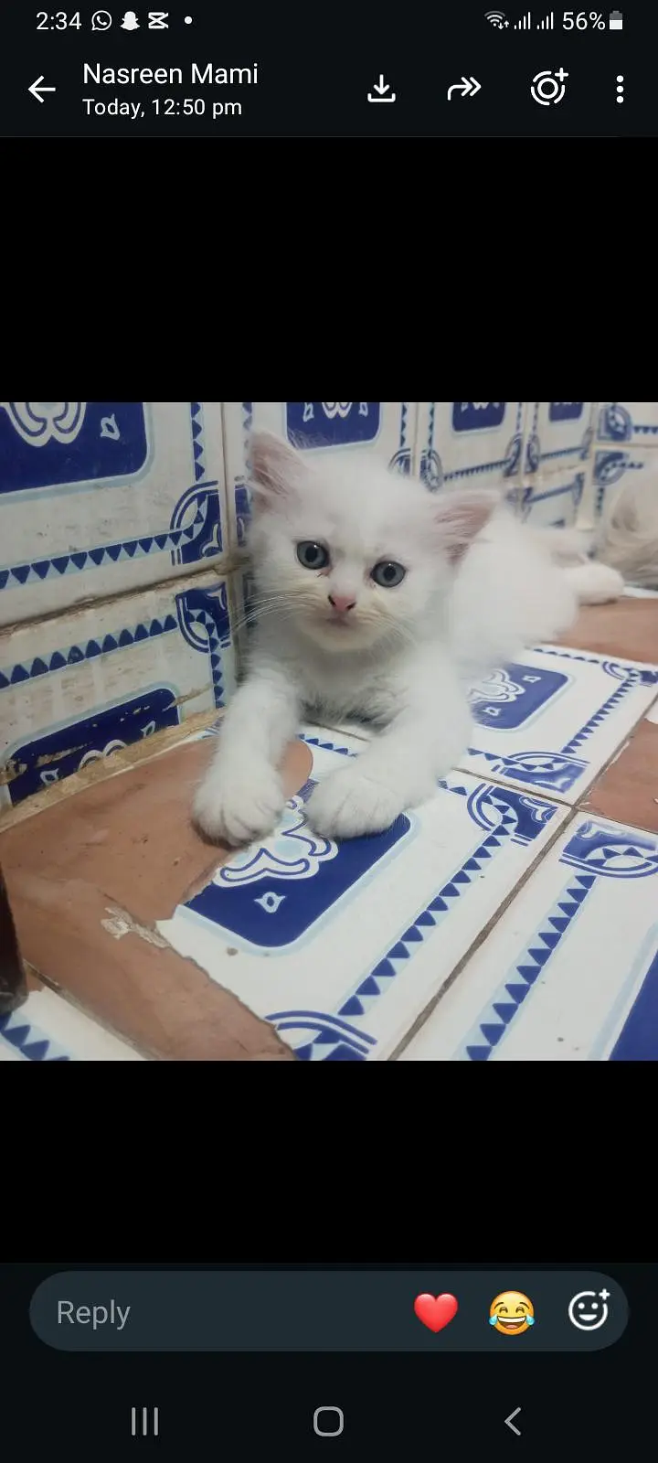 Russian Cats Baby Cat — photo 2