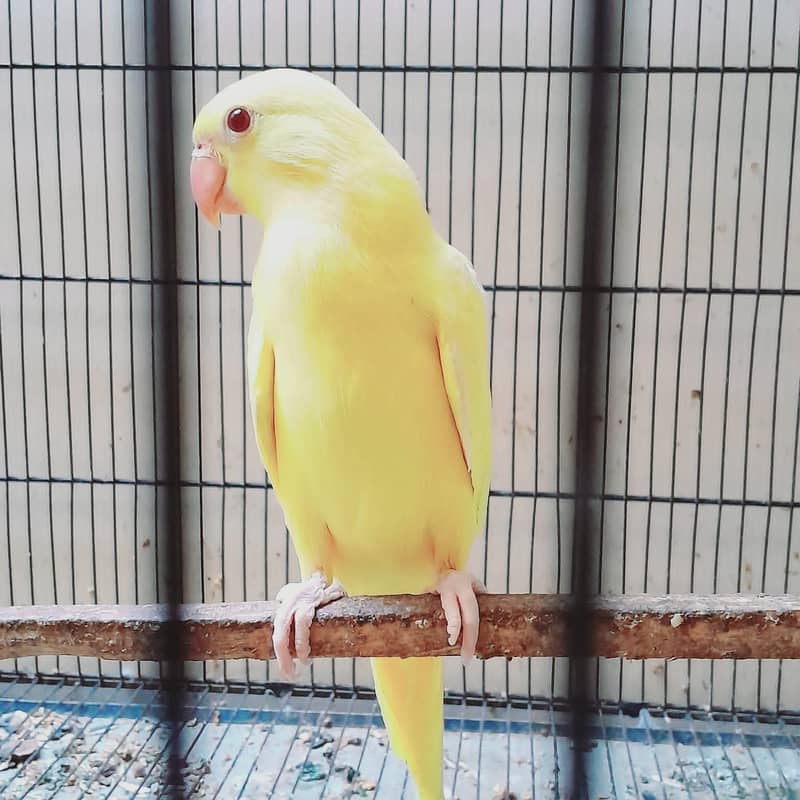 Yellow Ring Neck Chick 0