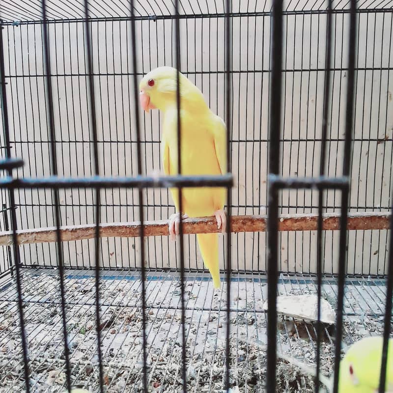 Yellow Ring Neck Chick 1