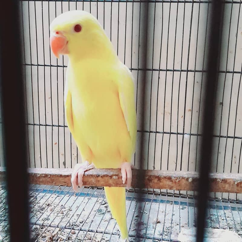 Yellow Ring Neck Chick 2