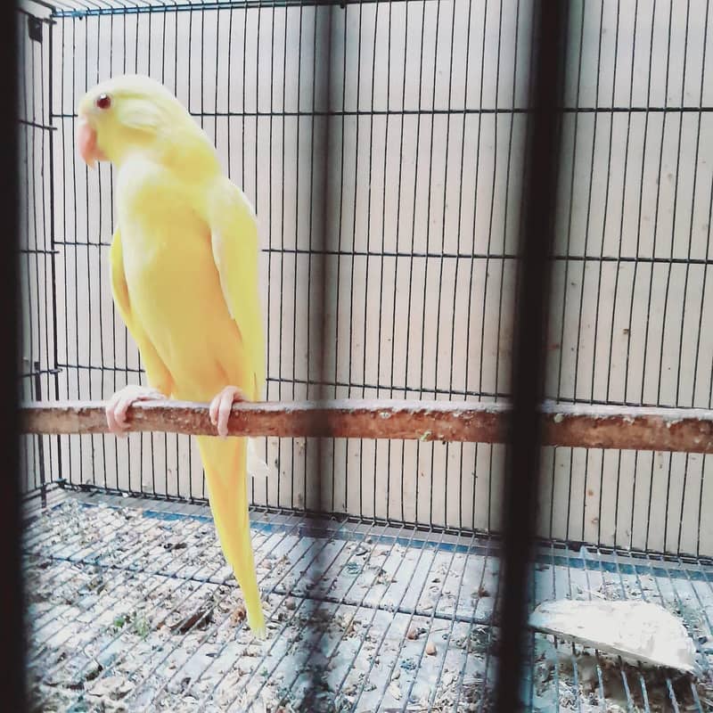 Yellow Ring Neck Chick 3