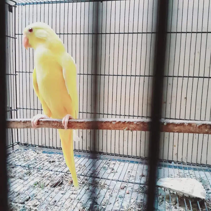 Yellow Ring Neck Chick — photo 4