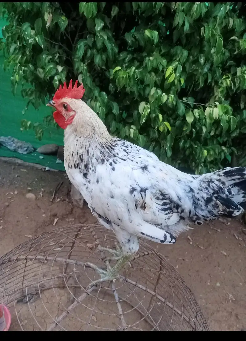 Pure Desi pathy 2 piece — photo 2