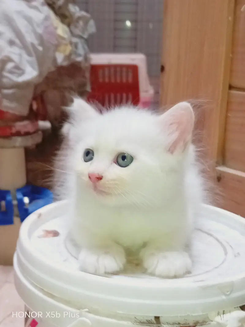 Persian Kitten | punch Face | high quality | triple coated kittens — photo 2