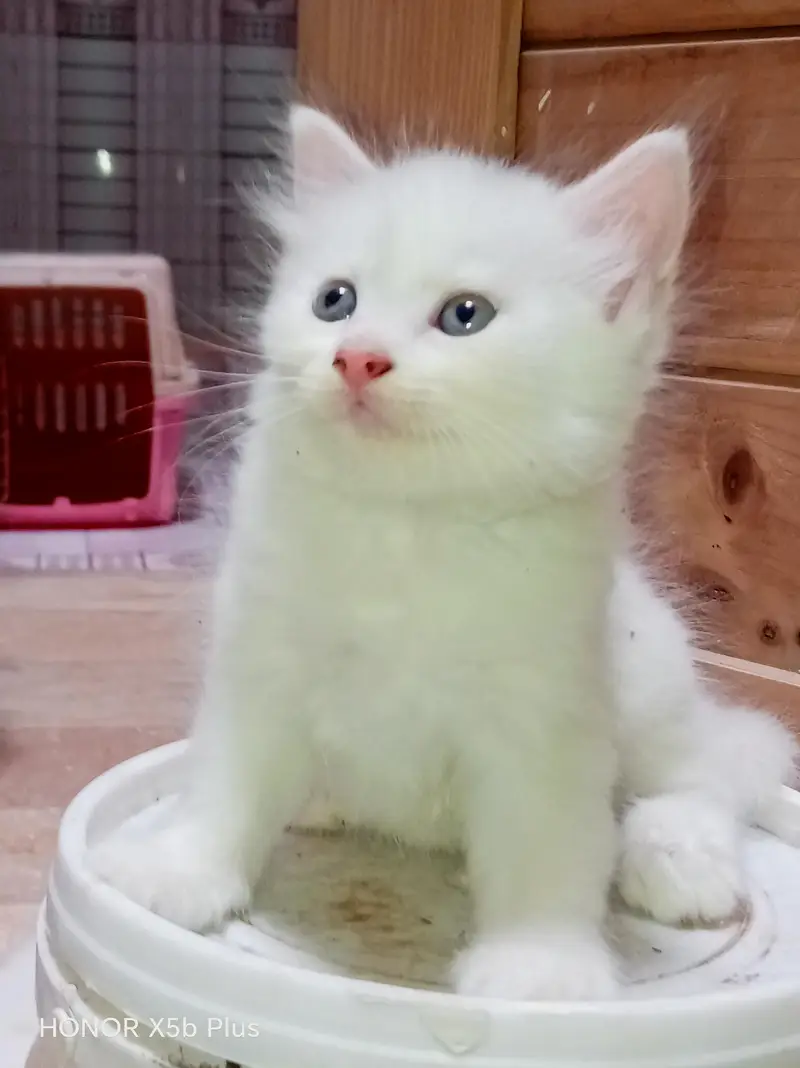 Persian Kitten | punch Face | high quality | triple coated kittens — photo 5