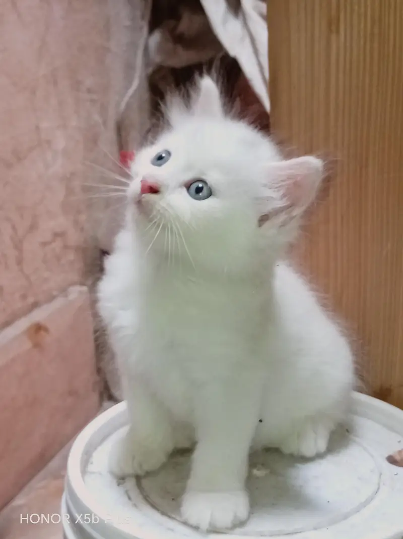 Persian Kitten | punch Face | high quality | triple coated kittens — photo 6