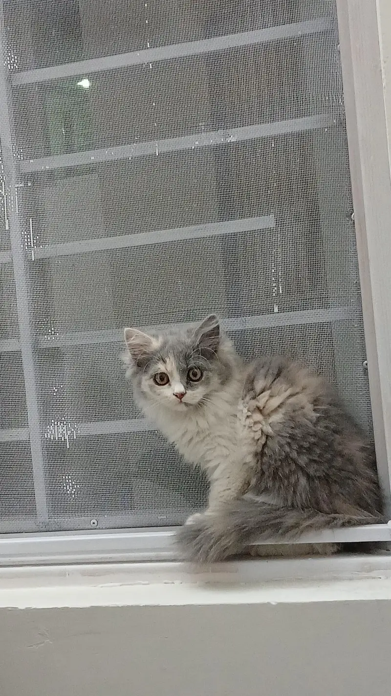 persian kittens long coat — photo 2