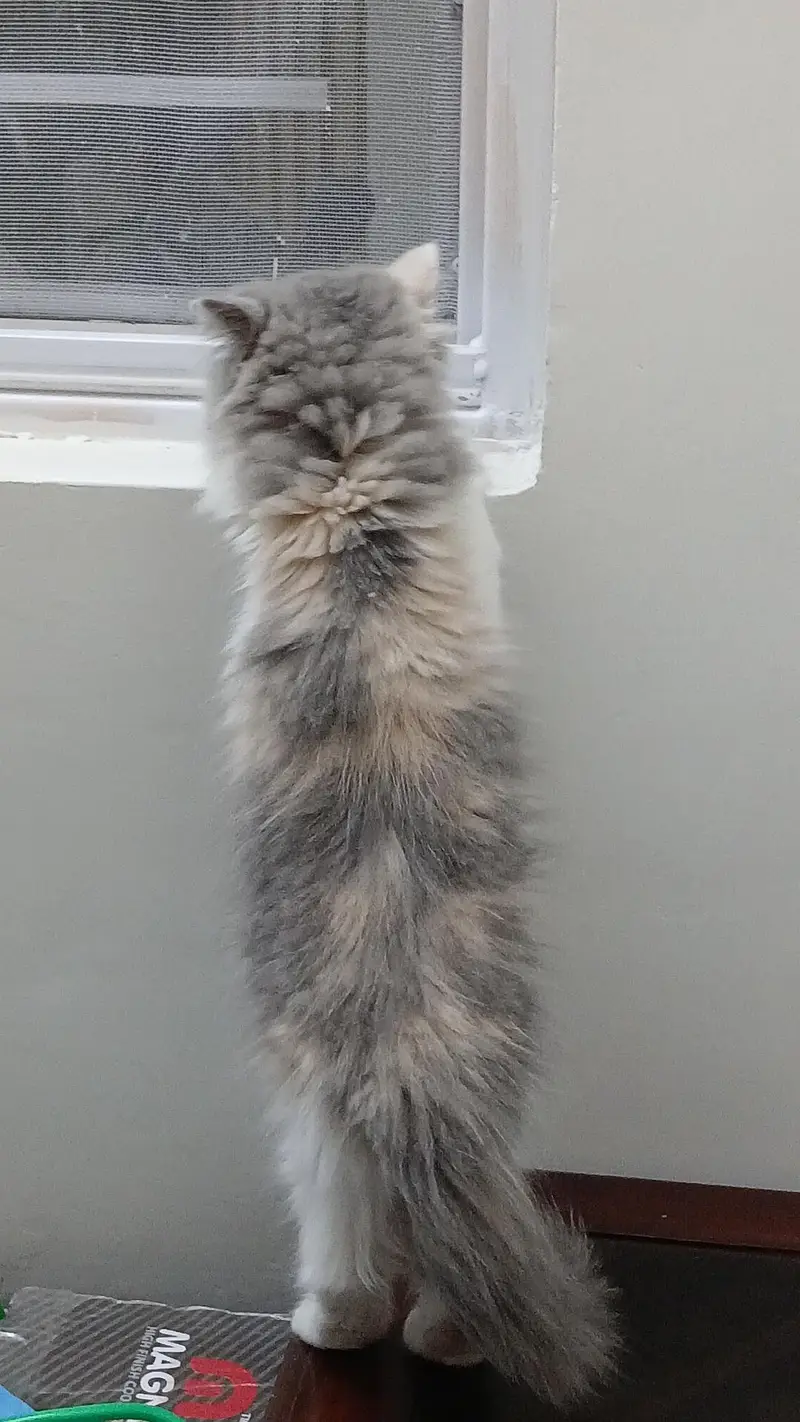 persian kittens long coat — photo 3