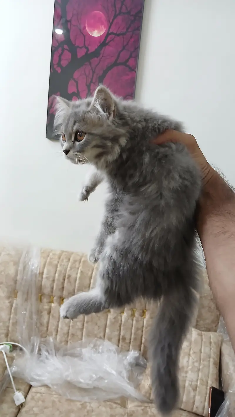 persian kittens long coat — photo 4
