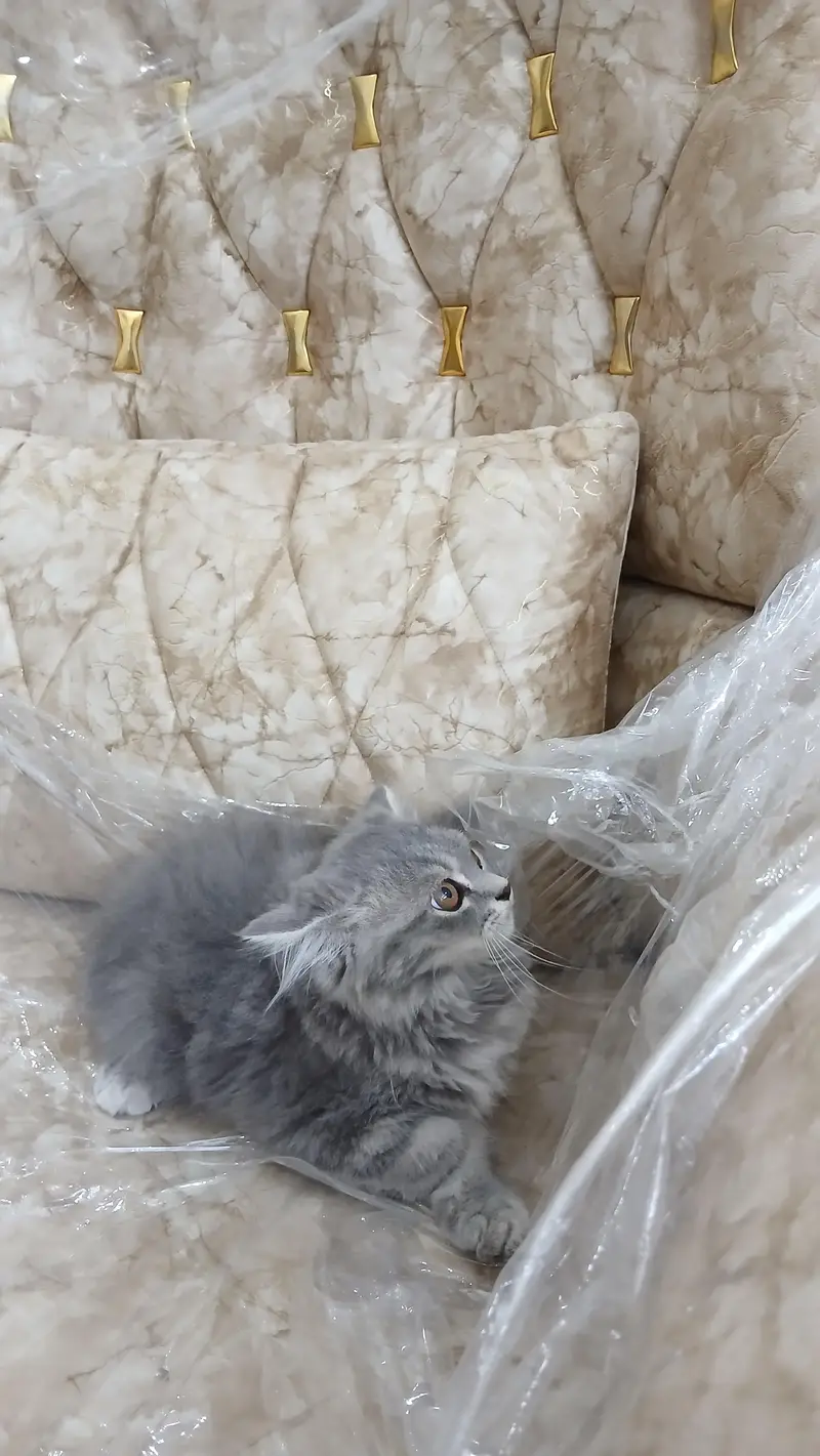 persian kittens long coat — photo 5