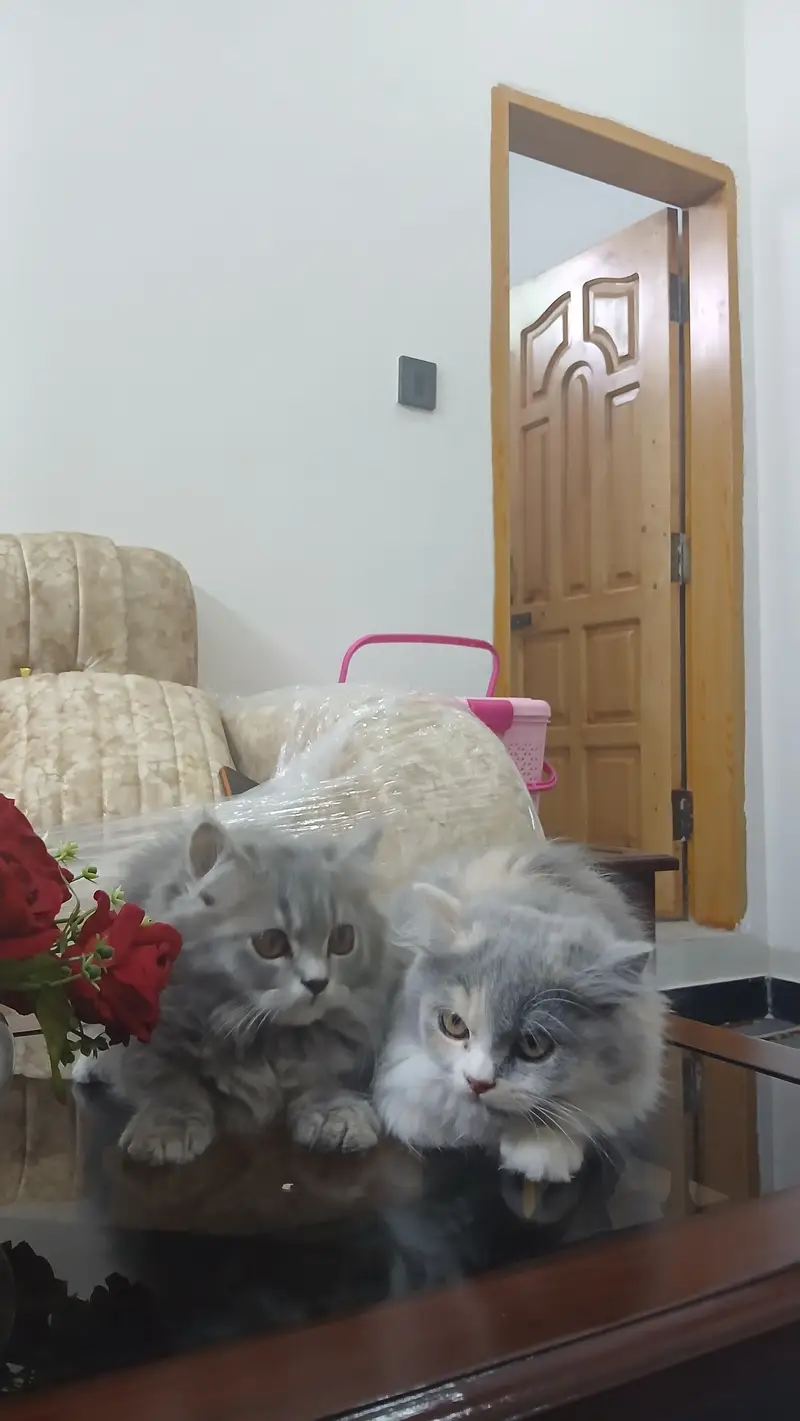 persian kittens long coat — photo 6