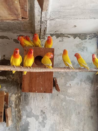 all brds baredar hn split red ai