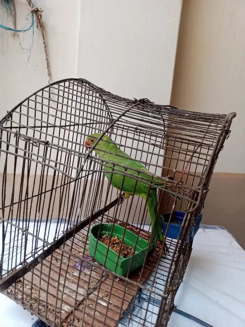 green parrot — photo 2