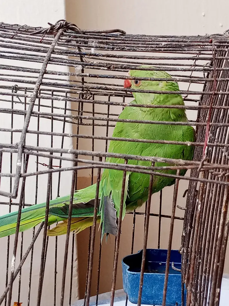 green parrot — photo 3