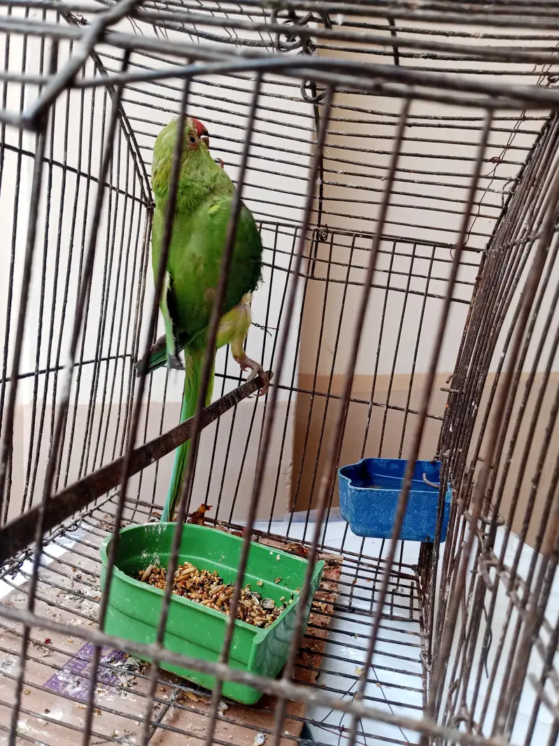green parrot — photo 4