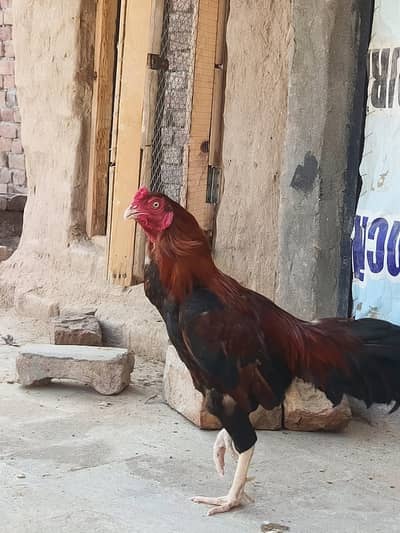 sultan
