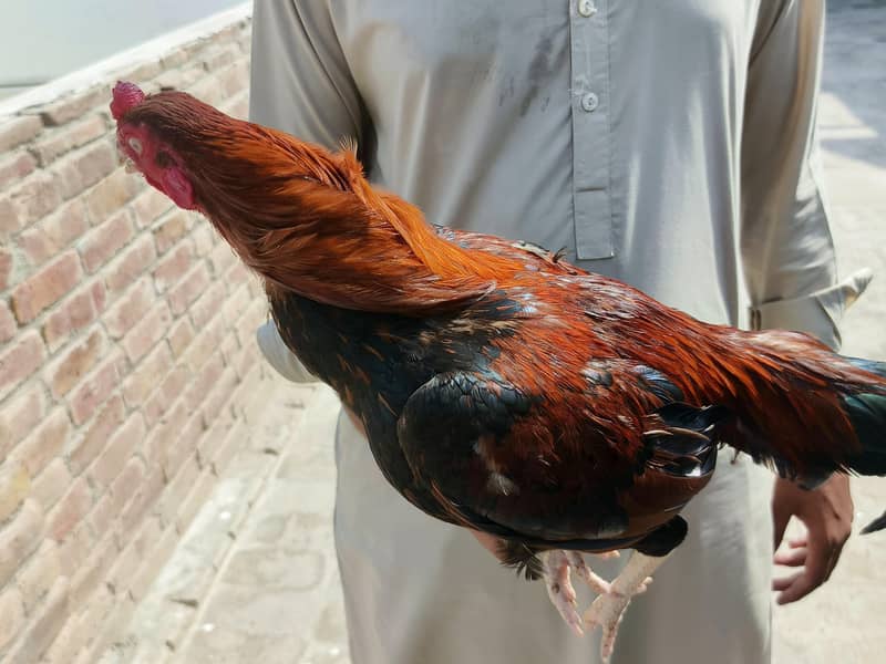 sultan 2