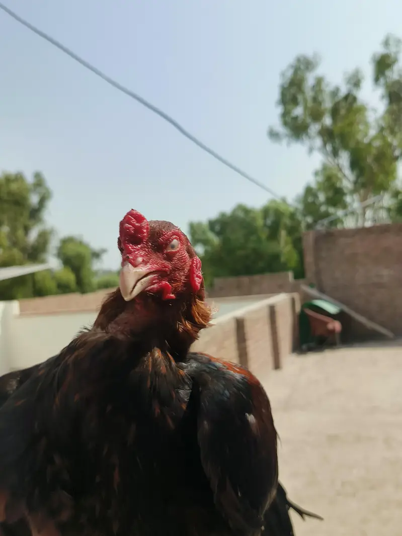 sultan — photo 4