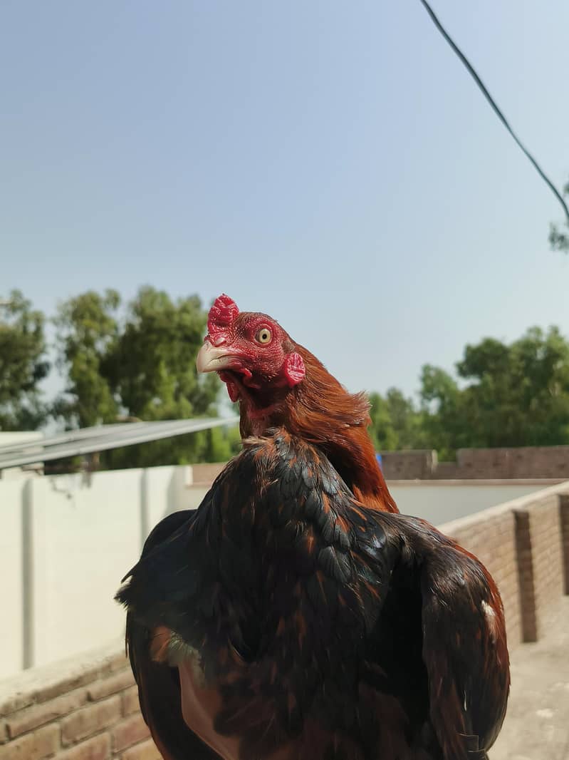 sultan 4