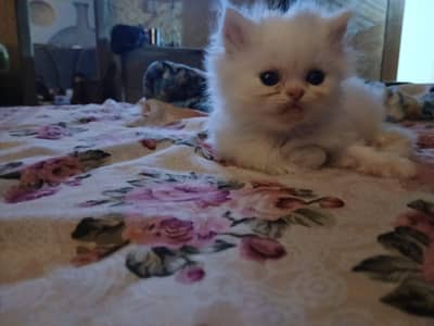 Persian kittens|triple coated|punch face|white cat 