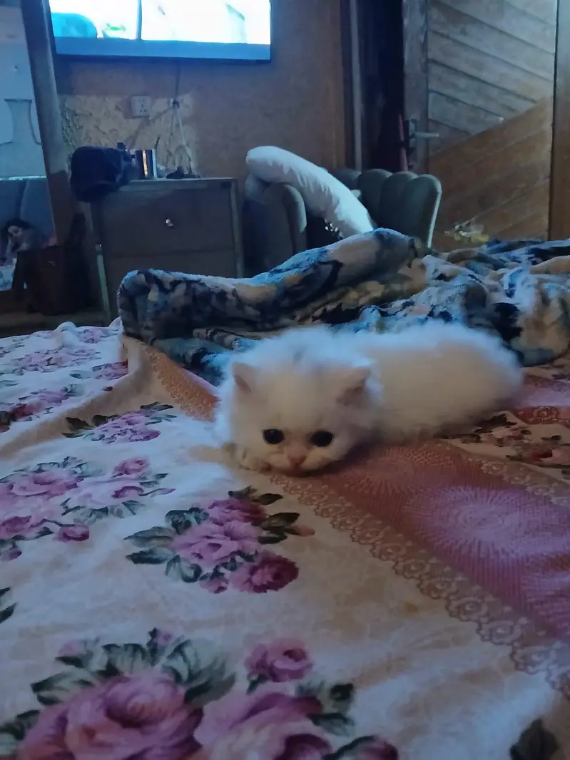 Persian kittens|triple coated|punch face|white cat — photo 2