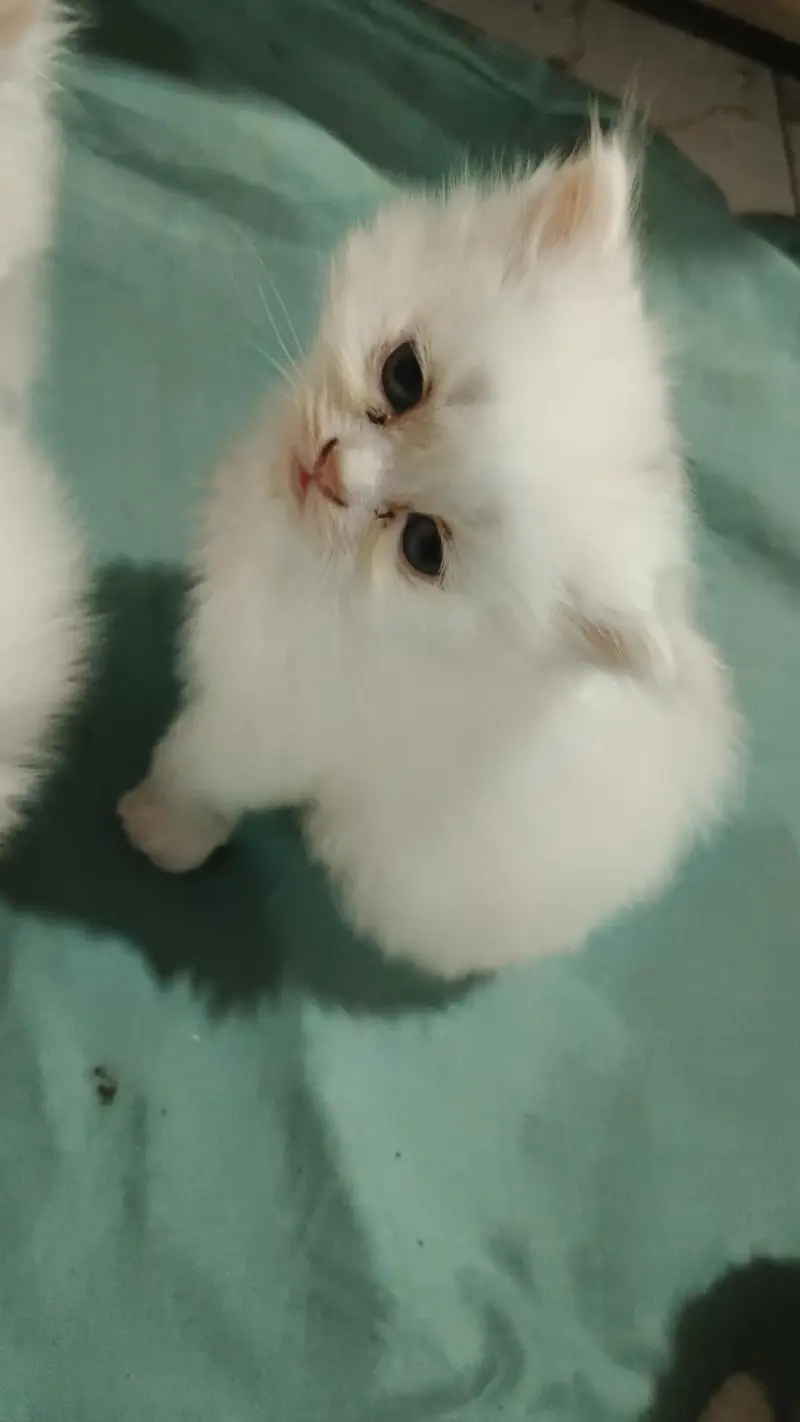 Persian kittens|triple coated|punch face|white cat — photo 3