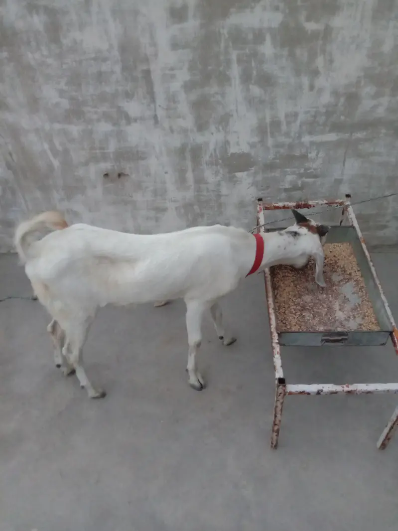 Bakra — photo 5