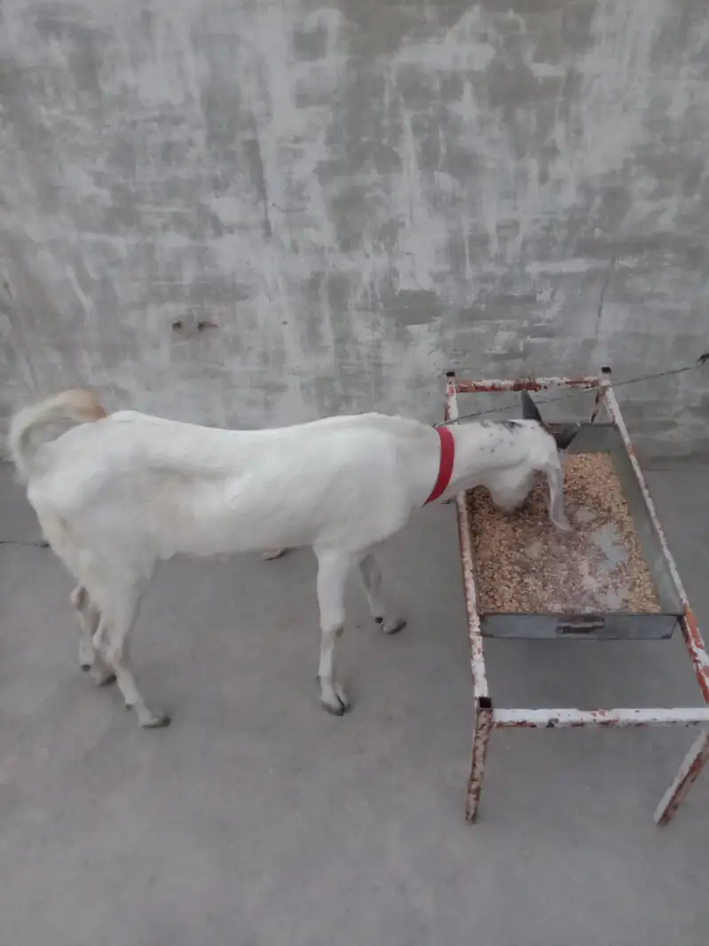 Bakra — photo 6