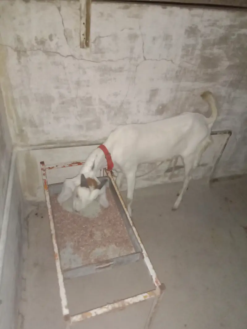 Bakra — photo 8