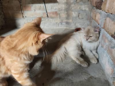 Persian Billi Jora Cats Pair