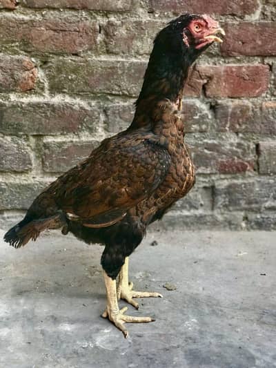Pakistani breeder Madi iske chicks 3000 per piece