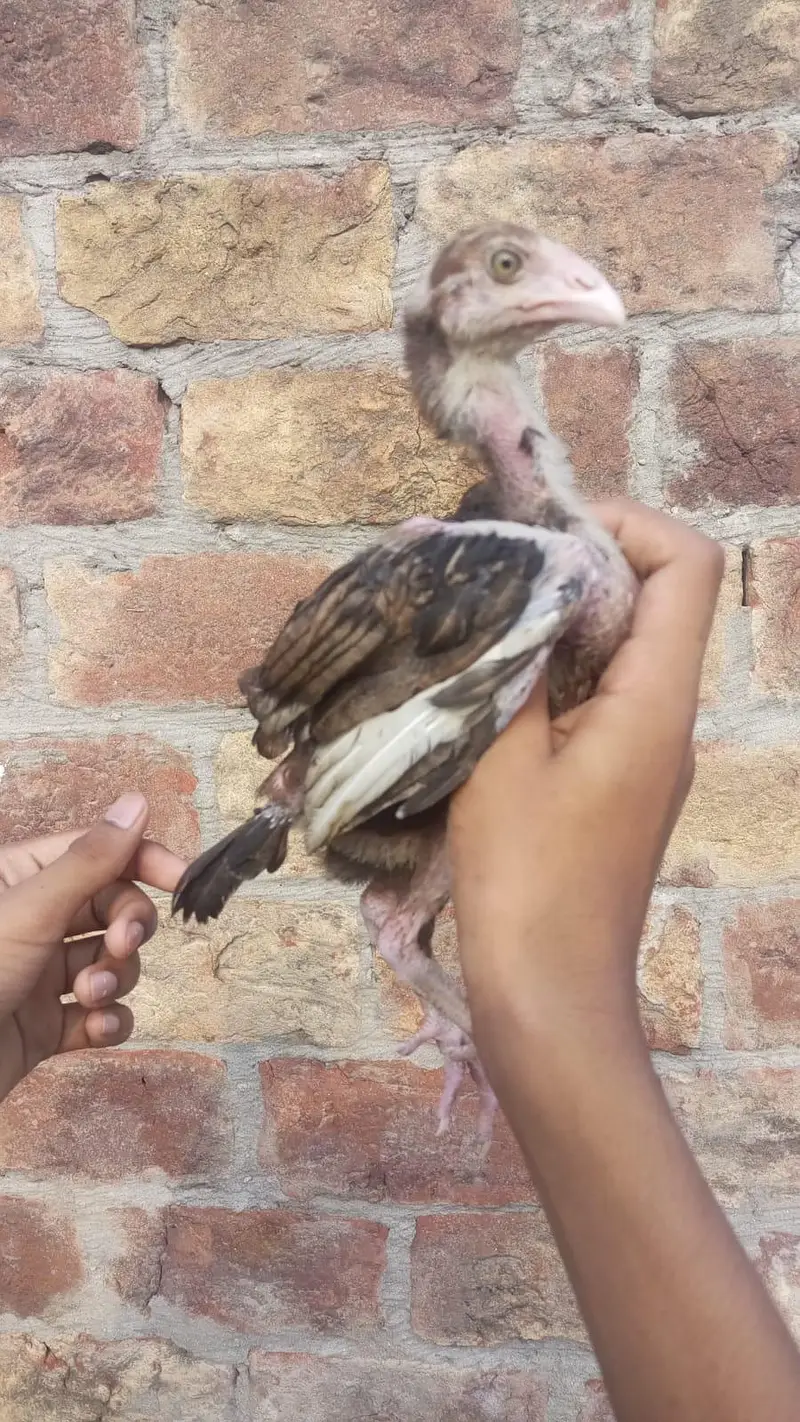 Pakistani breeder Madi iske chicks 3000 per piece — photo 2