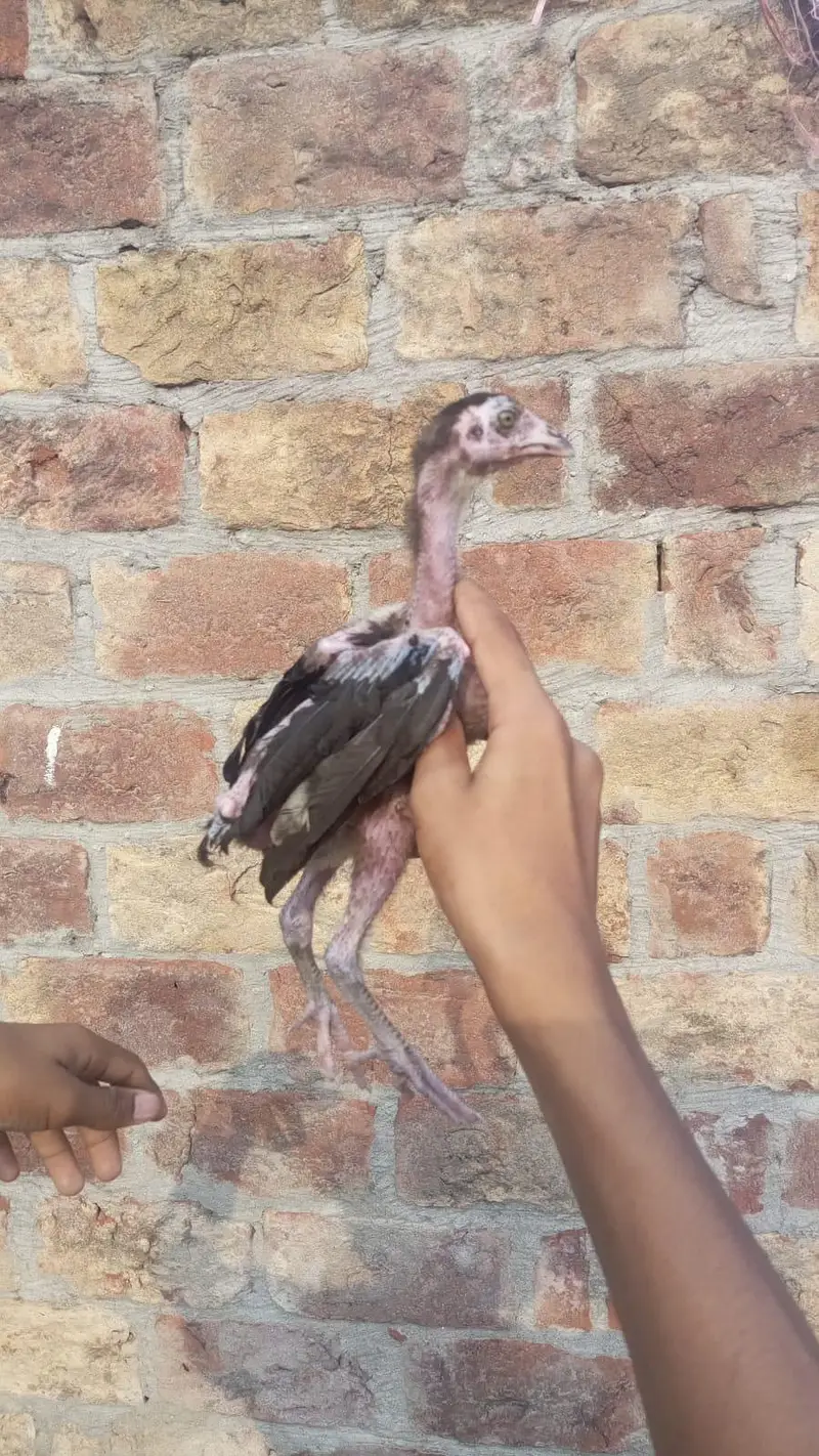 Pakistani breeder Madi iske chicks 3000 per piece — photo 3