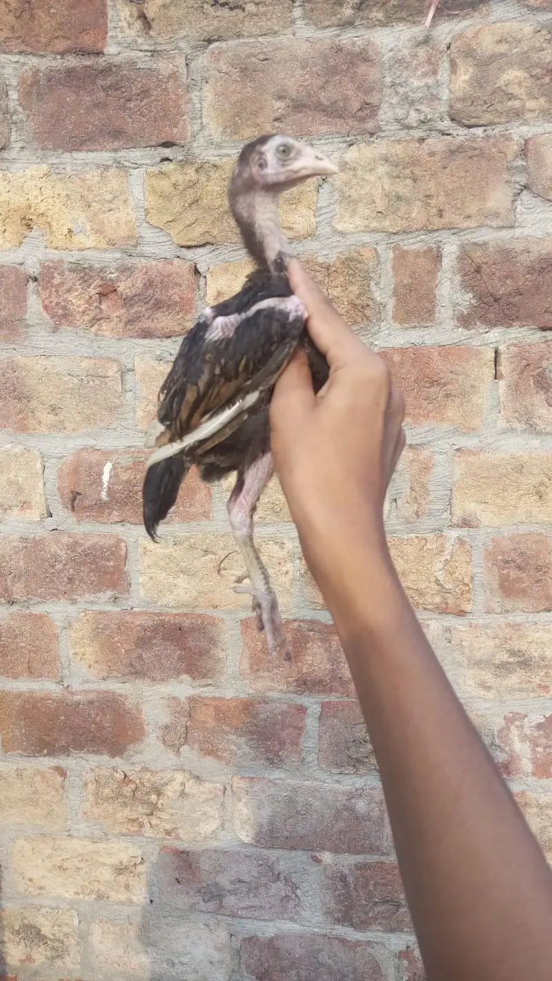 Pakistani breeder Madi iske chicks 3000 per piece — photo 4