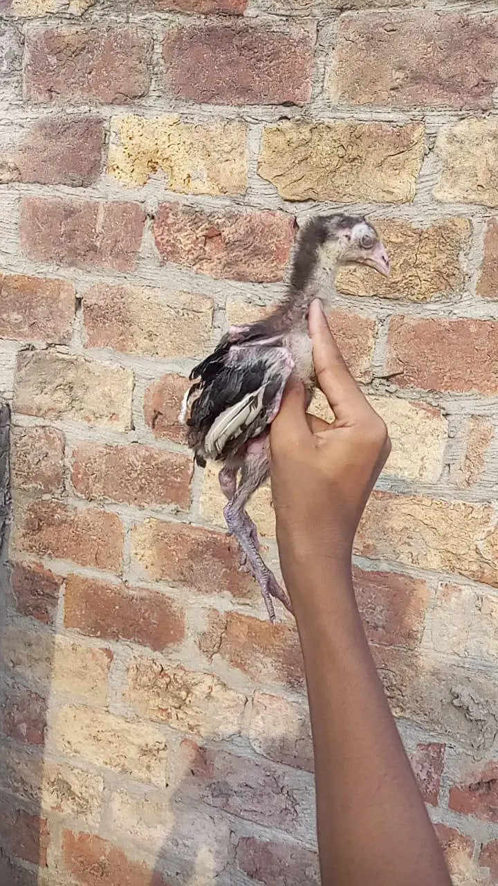 Pakistani breeder Madi iske chicks 3000 per piece — photo 5
