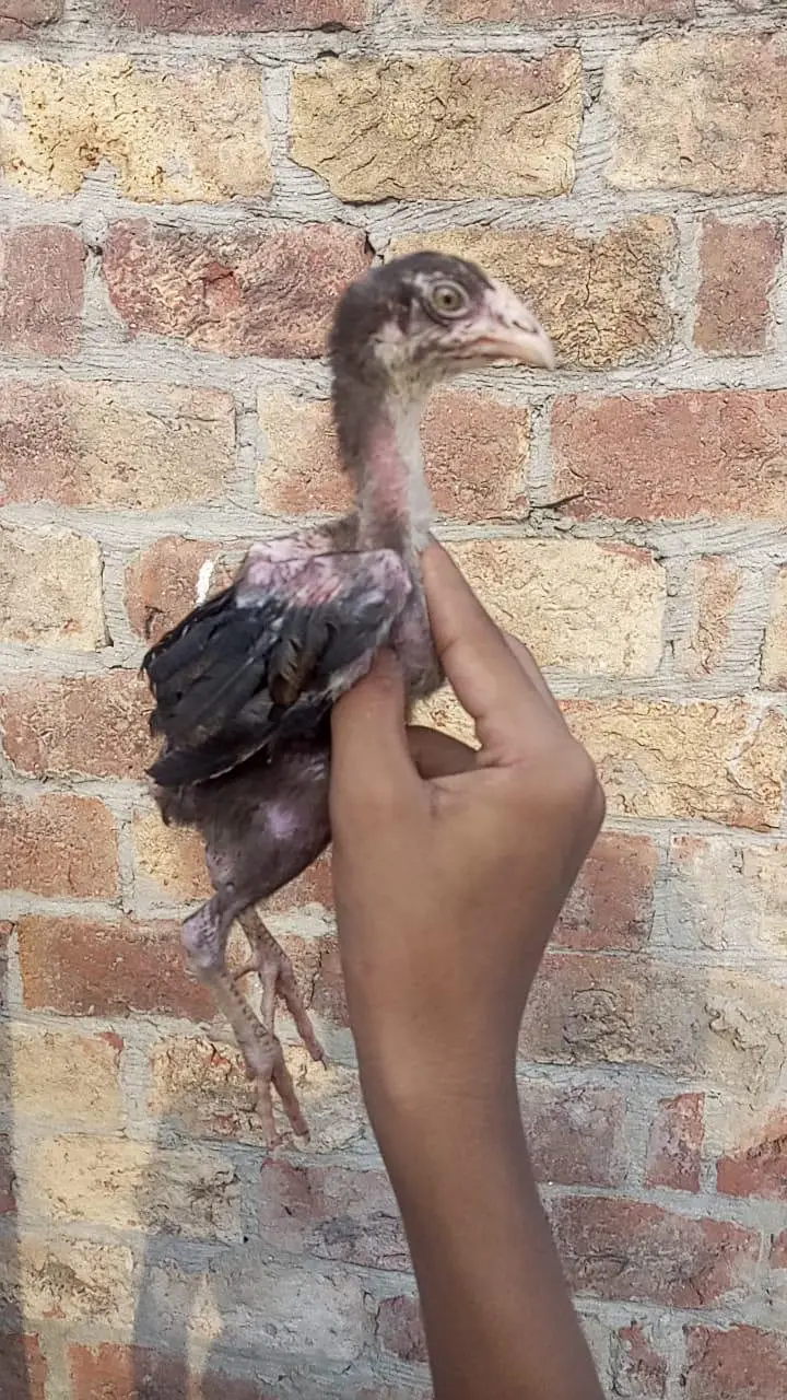 Pakistani breeder Madi iske chicks 3000 per piece — photo 6