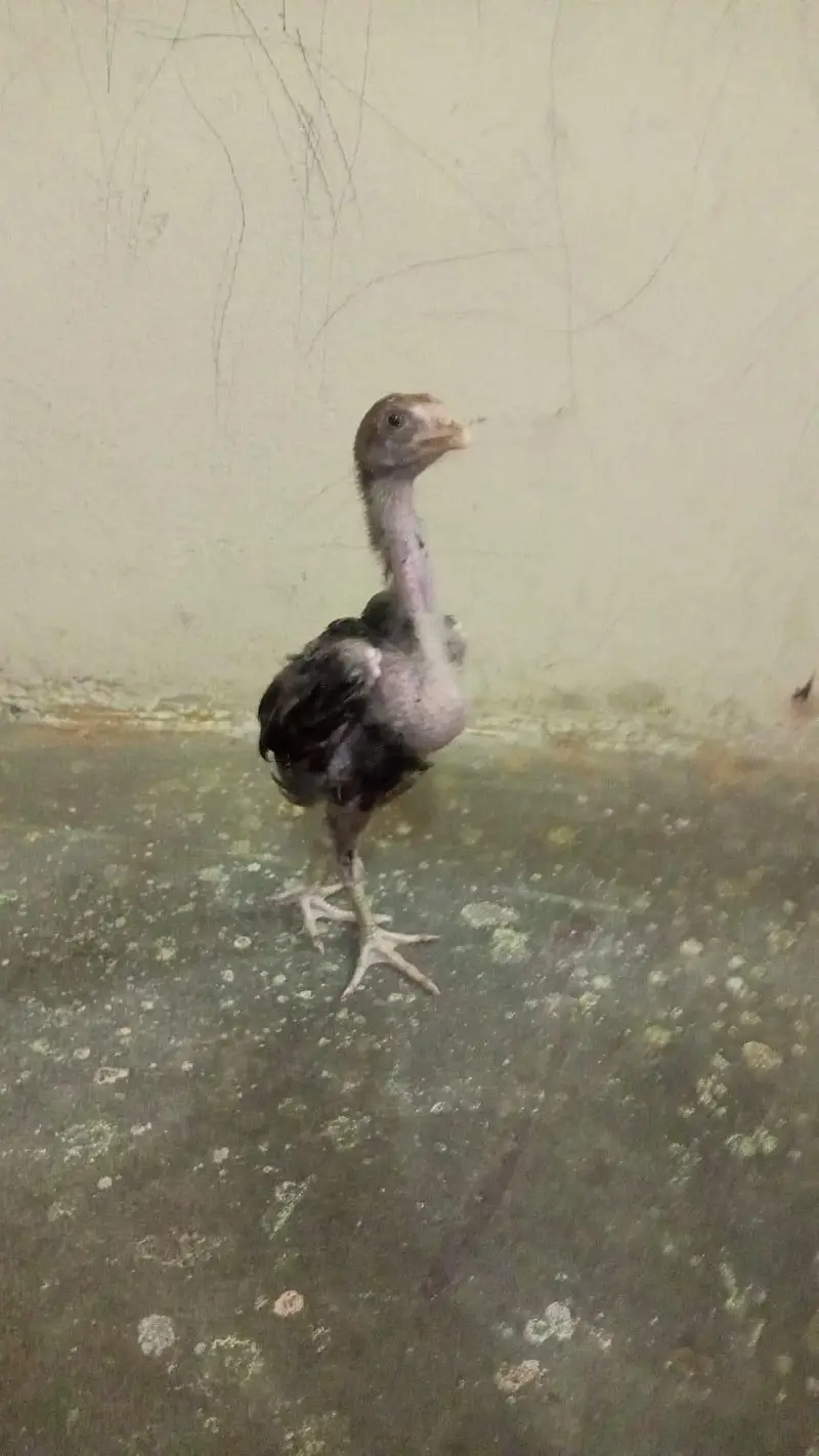 Pakistani breeder Madi iske chicks 3000 per piece — photo 7