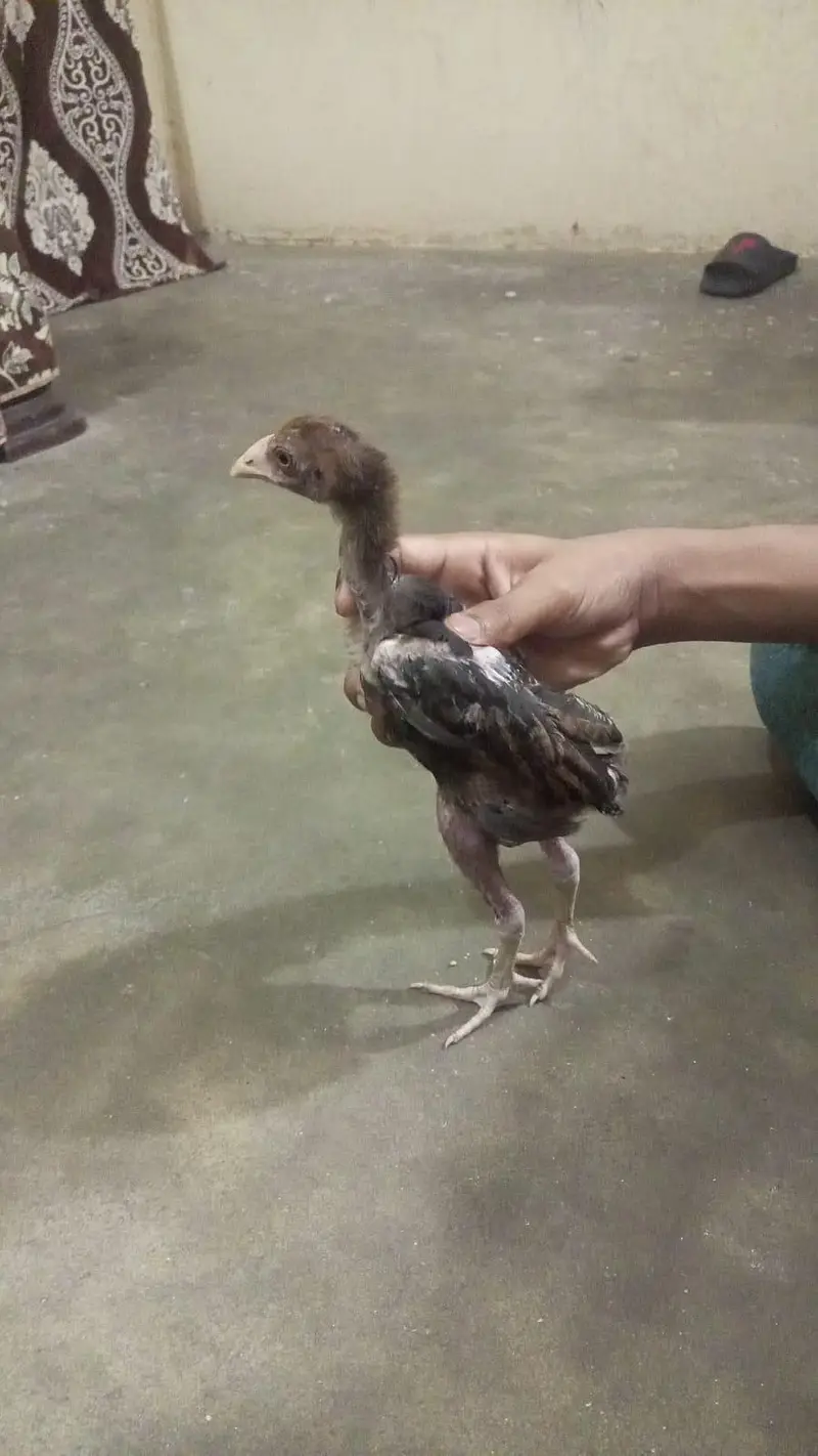 Pakistani breeder Madi iske chicks 3000 per piece — photo 8