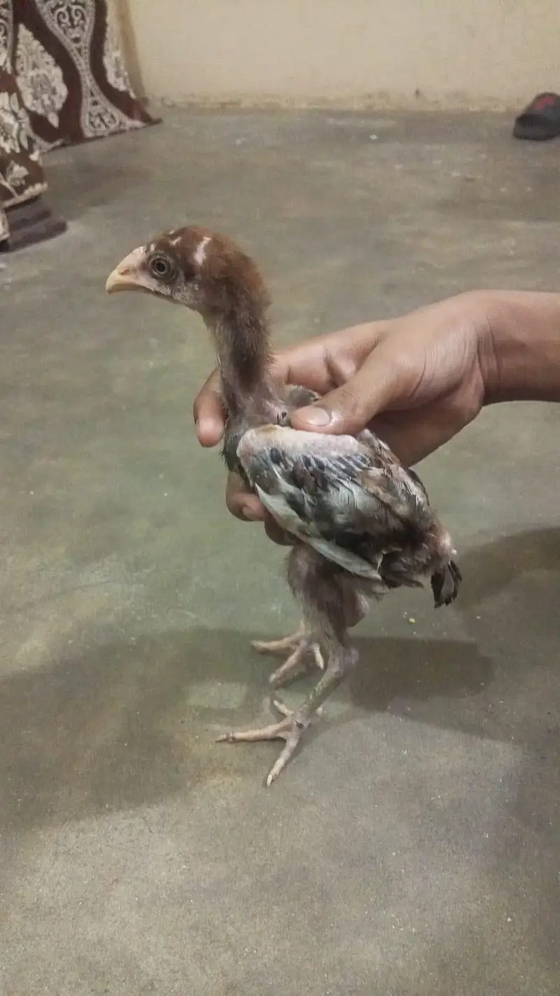 Pakistani breeder Madi iske chicks 3000 per piece — photo 9