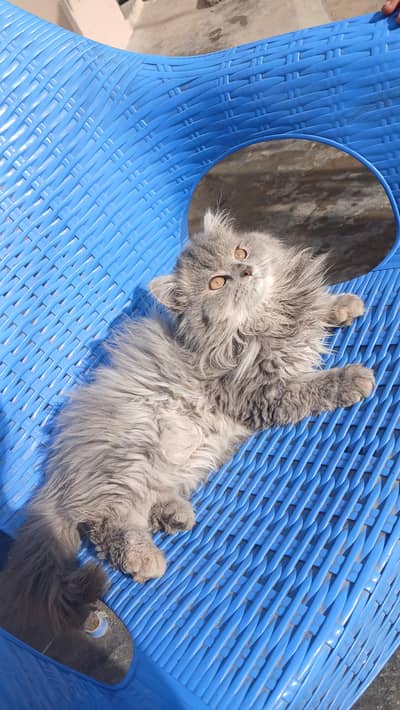 persian kittens long coat