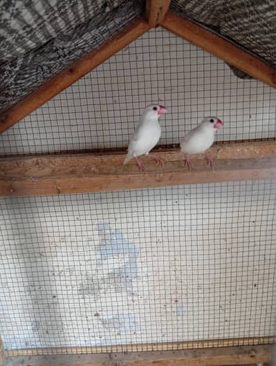 finches