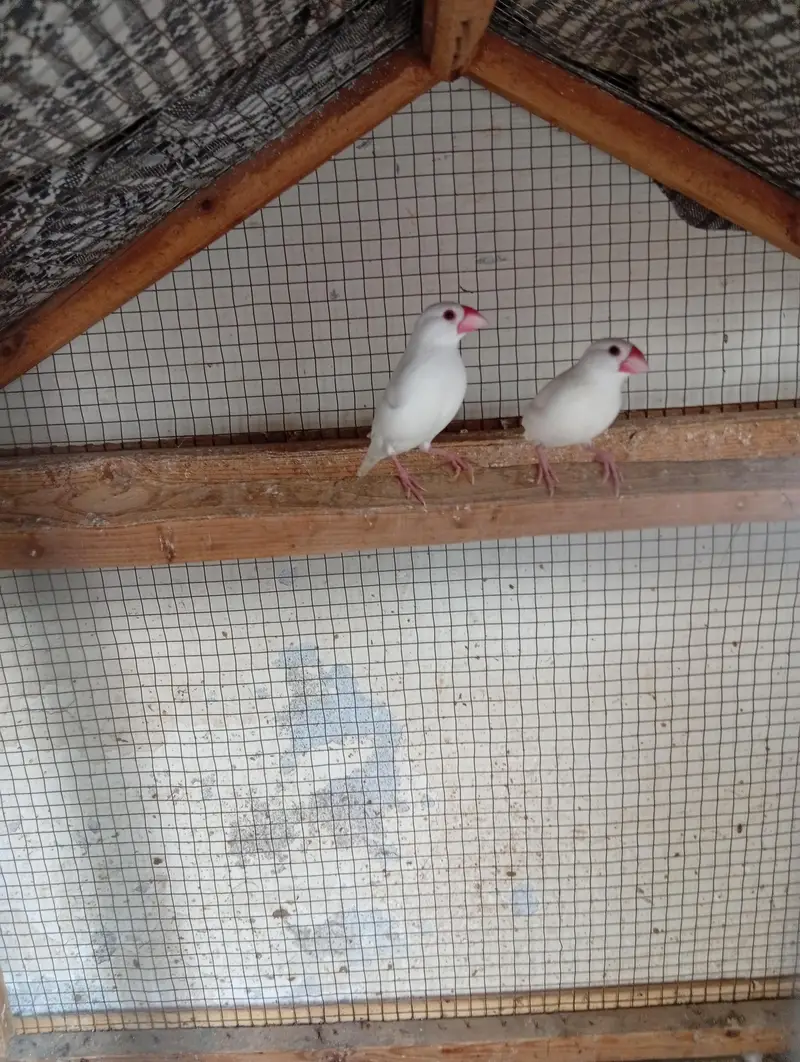 finches
