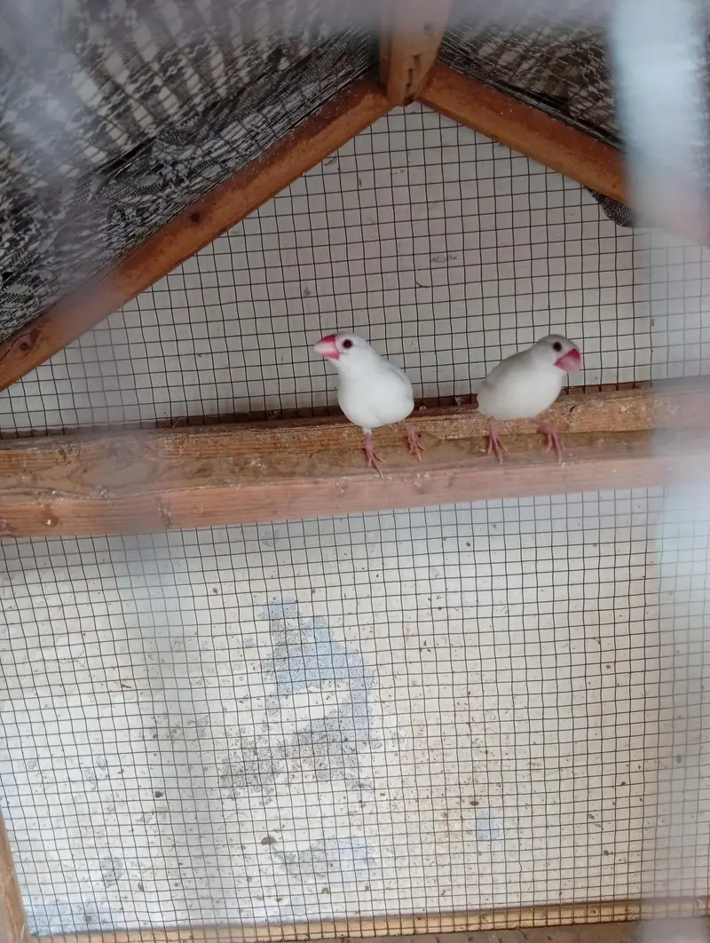 finches — photo 2