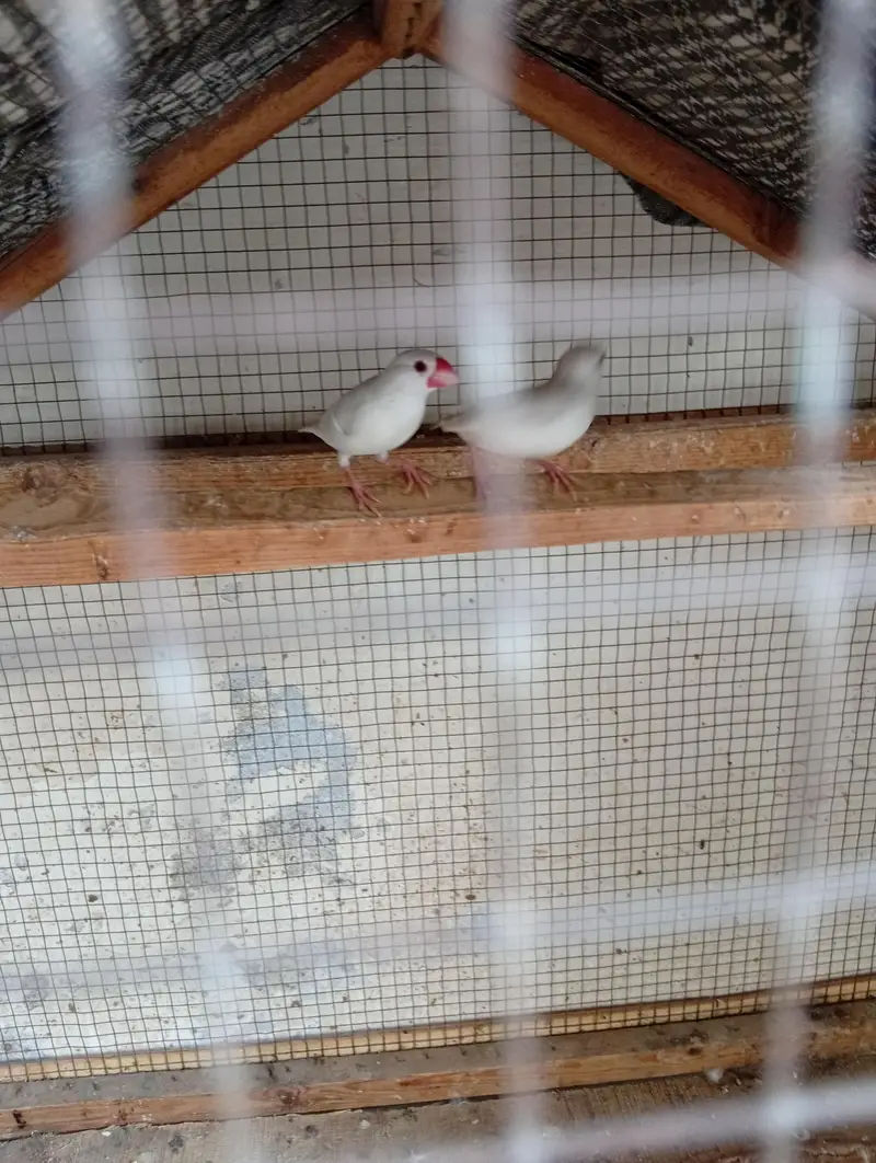 finches — photo 3